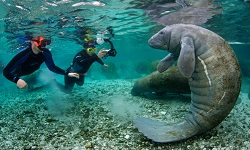 Snorkeling and Manatee Tours