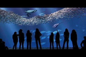 Monterey Bay Aquarium