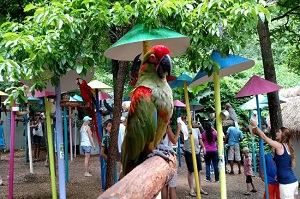 Parrot Mountain and Gardens